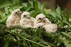 young kestrels