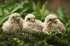 young kestrels