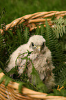 young kestrel