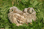 young kestrels