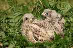 young kestrels