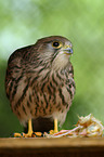 kestrel