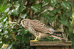 kestrel