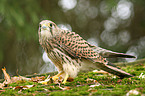 kestrel