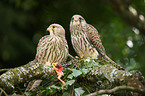 kestrels