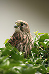 kestrel