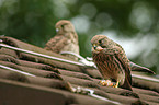 kestrels