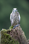 kestrel