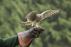 kestrel