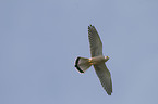 kestrel