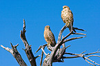 kestrels