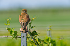 kestrel