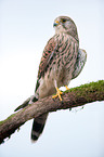 kestrel