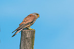 kestrel