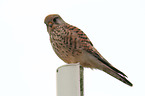 kestrel