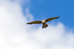 kestrel