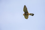 kestrel