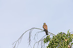 kestrel