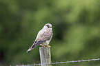 kestrel