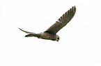 kestrel