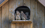 young Kestrel