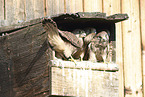 young kestrels