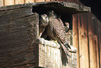 young kestrels