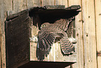 young kestrels