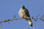 kestrel