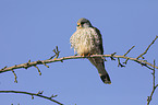 kestrel