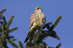 kestrel