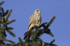 kestrel