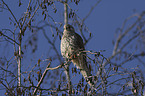 kestrel