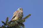 kestrel