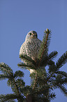 kestrel