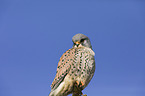 kestrel