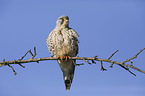 kestrel