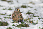 kestrel