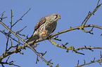 kestrel