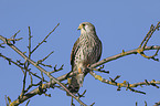 kestrel