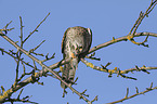 kestrel