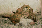 kestrels