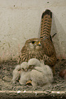 kestrels