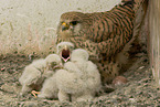 kestrels