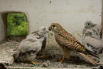 kestrels