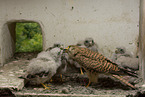 kestrels