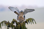 kestrels