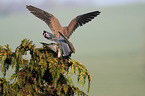 kestrels