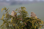 kestrels