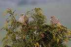 kestrels